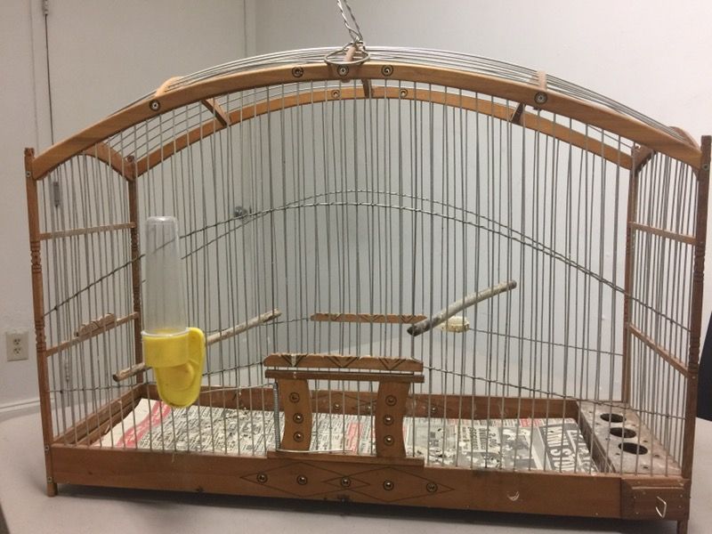 Bird cage canary finches Cuban