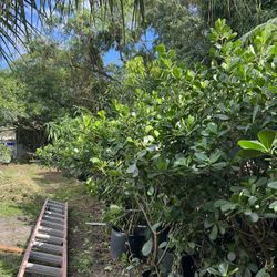 CALUSA PLANTS 5-8ft EACH ONE IS $35