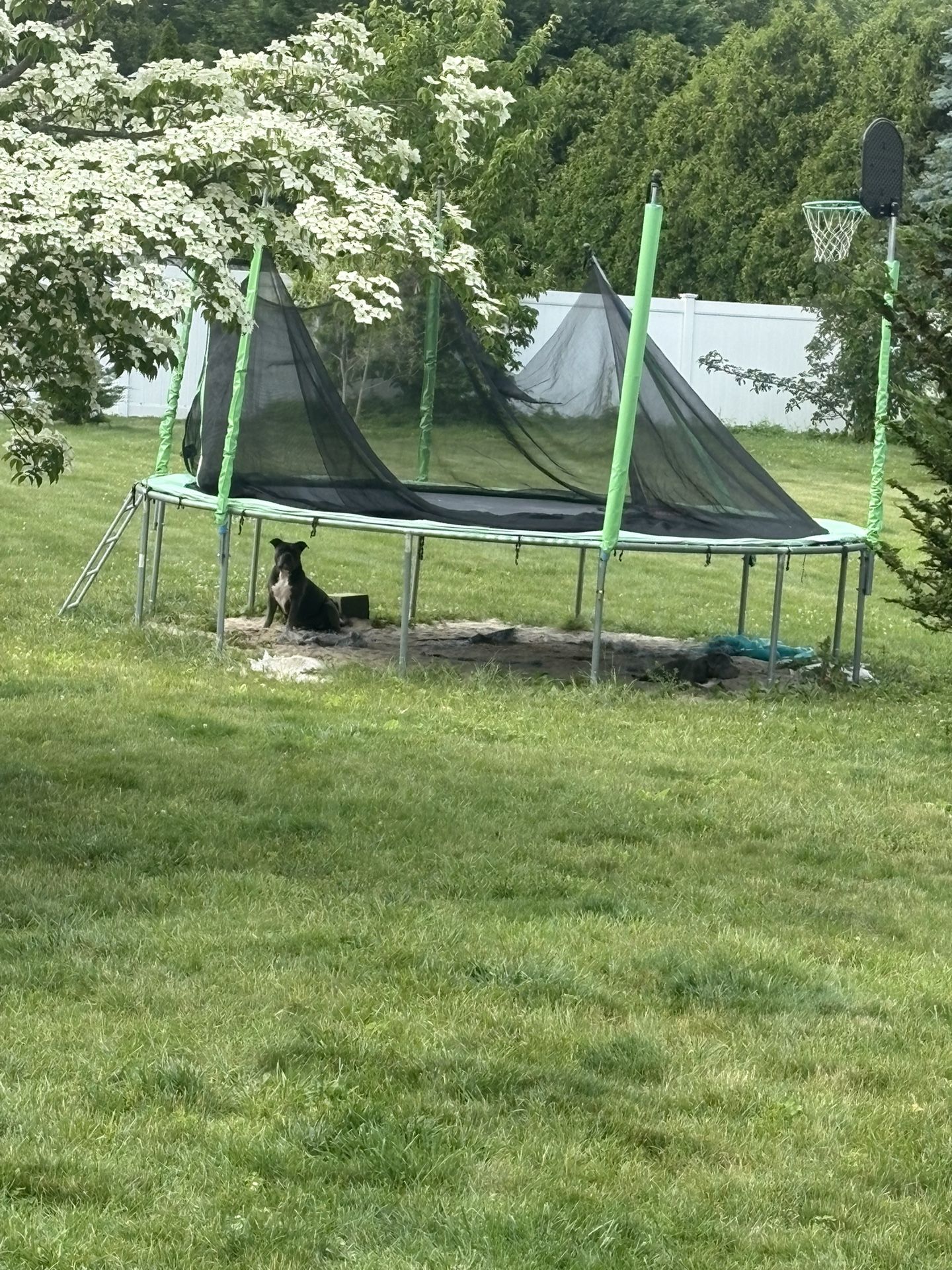 Free Trampoline