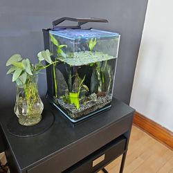 5 Galloon Fish Tank. Everything In Picture Included. 