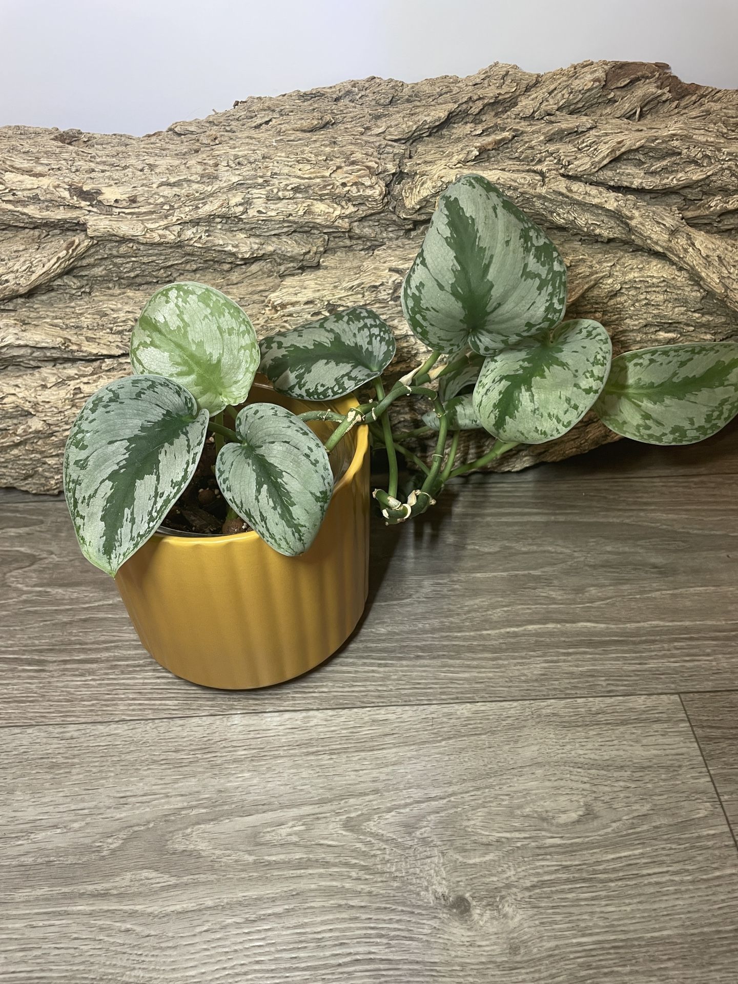 Scindapsis Silver Splash