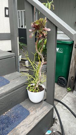 Plants