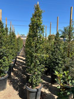Eugenia (brush cherry) privacy hedge