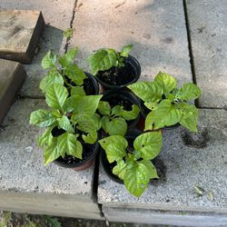 Carolina Reaper Plants