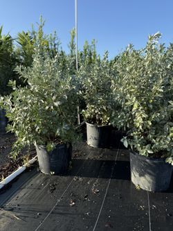 Silver Buttonwood 7 Gallon
