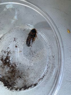 Male and female dubia Cockroaches