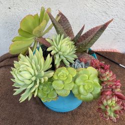 Succulents 