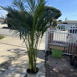 Cat Palm 7ft