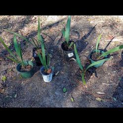 Cold Hardy Sabal Minor Palm Tree Seedlings Plants (pls Read Description Below)
