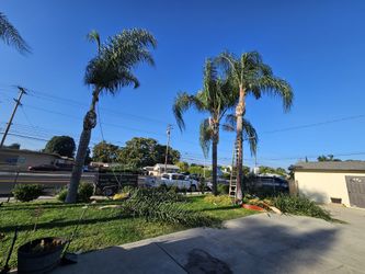 Palmtree/Trim//