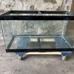 40 Gallon Breeder Turtle/Sump Tank