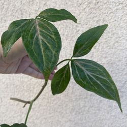 Syngonium Pink Splash Plant CUTTING