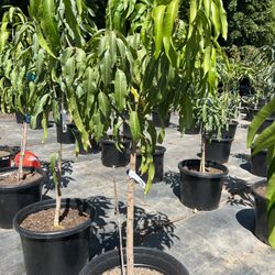 Ugly Petty Mango 5ft Up Big Trunk Grafted