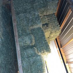 Alfalfa Montana Vista