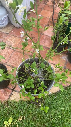Large organic lemon tree