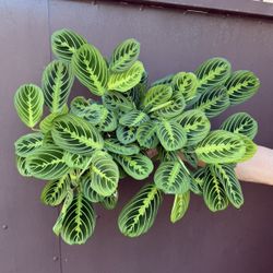 Maranta Lemon Lime In 6” Pot