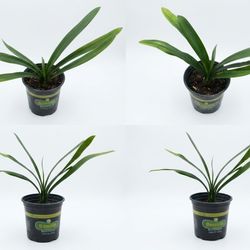 Orange Clivia, SEE OTHER OFFERS 