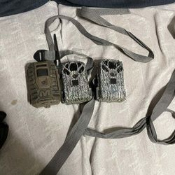 Trail Cameras 