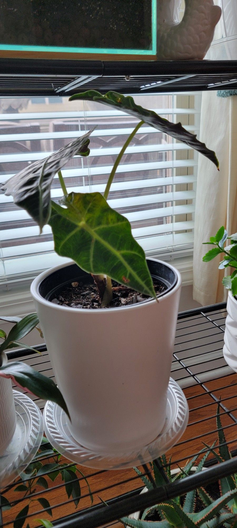 Indoor Plant Without Pot