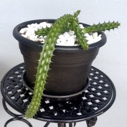 Red Dragon Flower Plant For Sale🌺Please read Description 