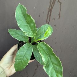 4” variegated multiflora