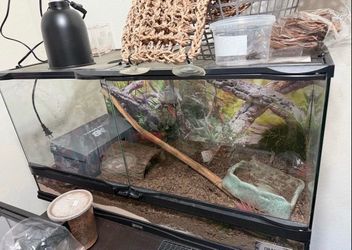 Bearded dragon enclosure