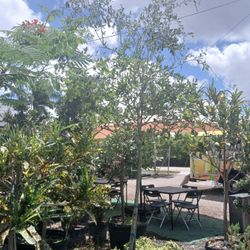 Oak Trees 10-12ft 🌳 $200