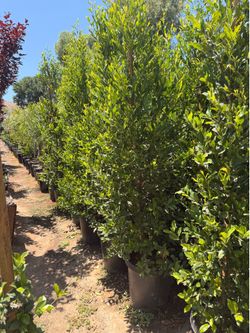 Carolina cherry privacy shrubs 15 gal