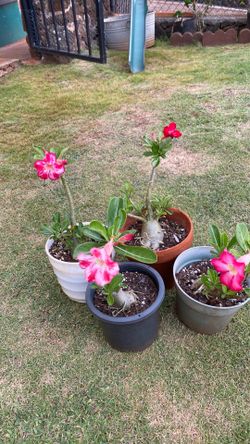 Desert rose