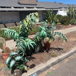 Silk And Live Plants In Decorative https://offerup.com/redirect/?o=UG90cy5GUkVF