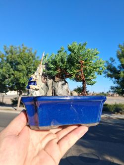 Small Juniper Bonsai Tree $38