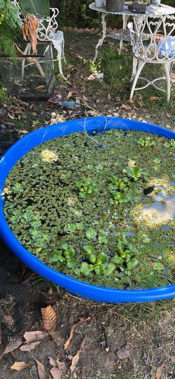 Pond Plants