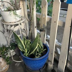 Plumeria Plant, Snake Plant . Ceramic Pot 12”, And Iron Plant Stand,