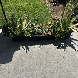 Large succulent planter