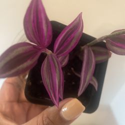 tradescantia pink paradise in starter pot