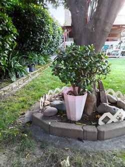 Jade plant