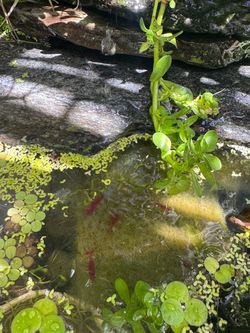Aquatic plant Bacopa monnieri,