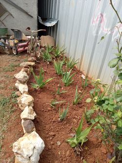 Aloe Vera Plants
