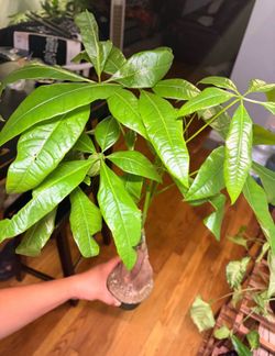 Money trees