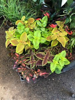 Coleus plant in 4 in pot