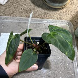 Anthurium NSE Port X Carlablackiae OG 1 