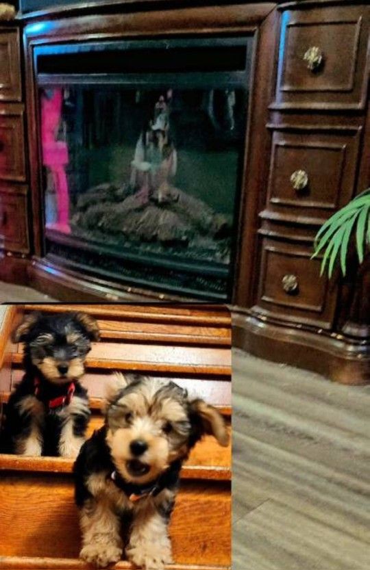 Tv Stand Yorkie Brand