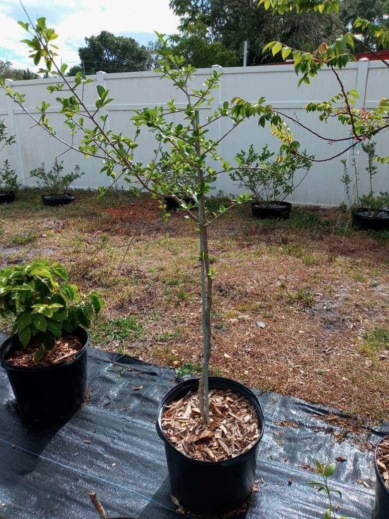 Barbados Cherry Tree (Acerola)