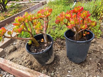 Jade plants