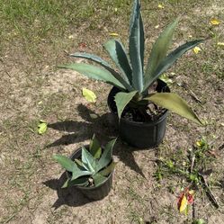 Blue Agave 