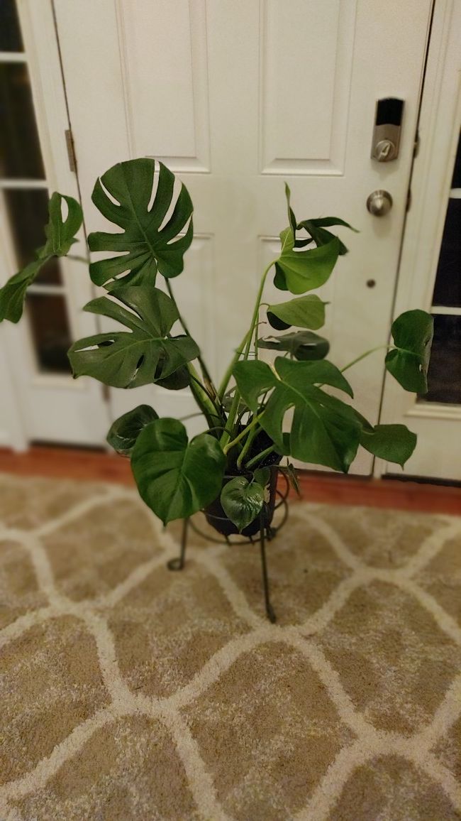 Two Large Monstera Deliciosa House Plant. Will mark sold when gone. Can't answer all the "IS THIS STILL AVAILABLES"