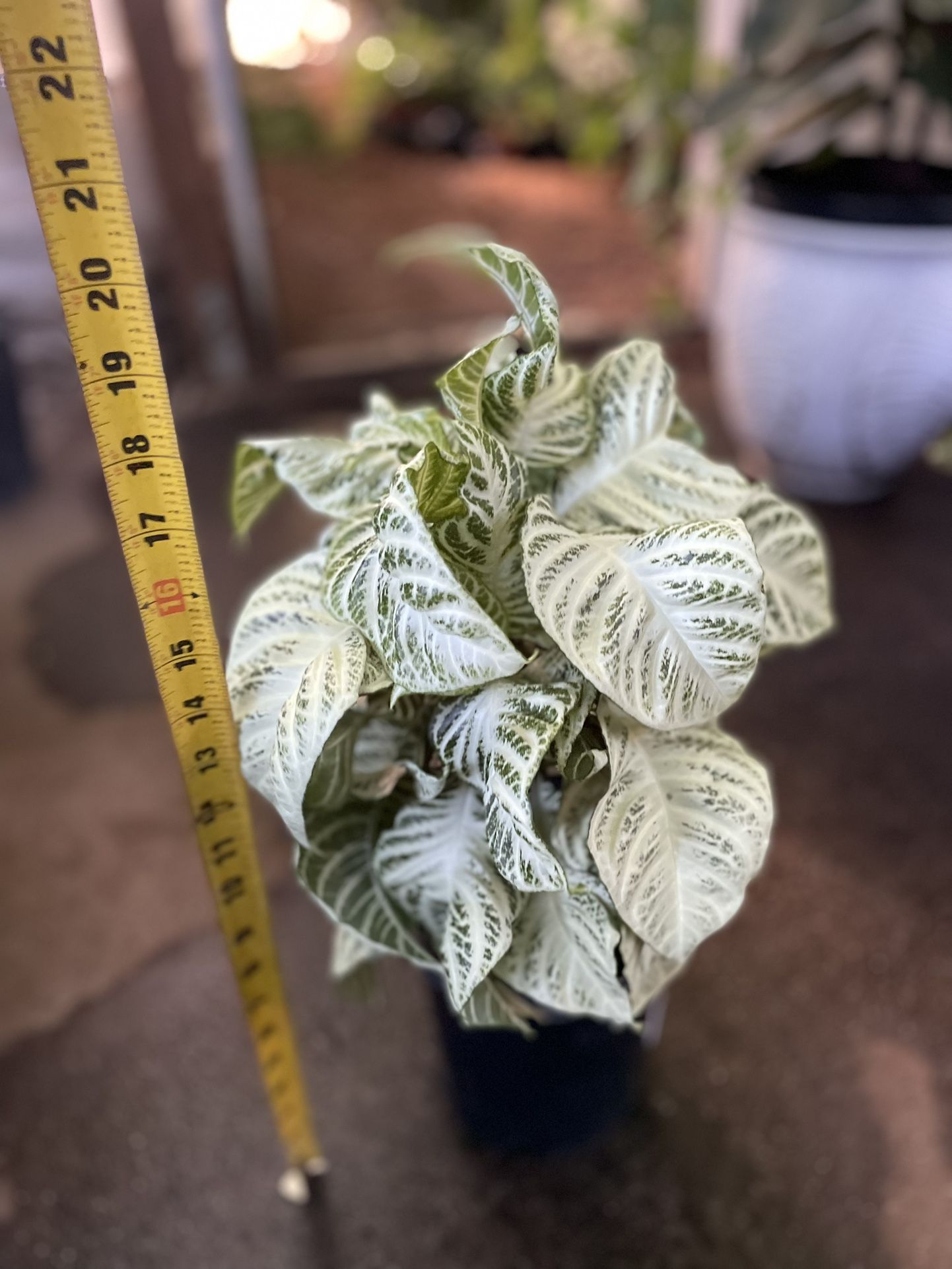 Specialty/rare***One gallon pot Snow White zebra plant, exact plant, 95820