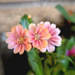 'Rainbow Mix' Lewisia