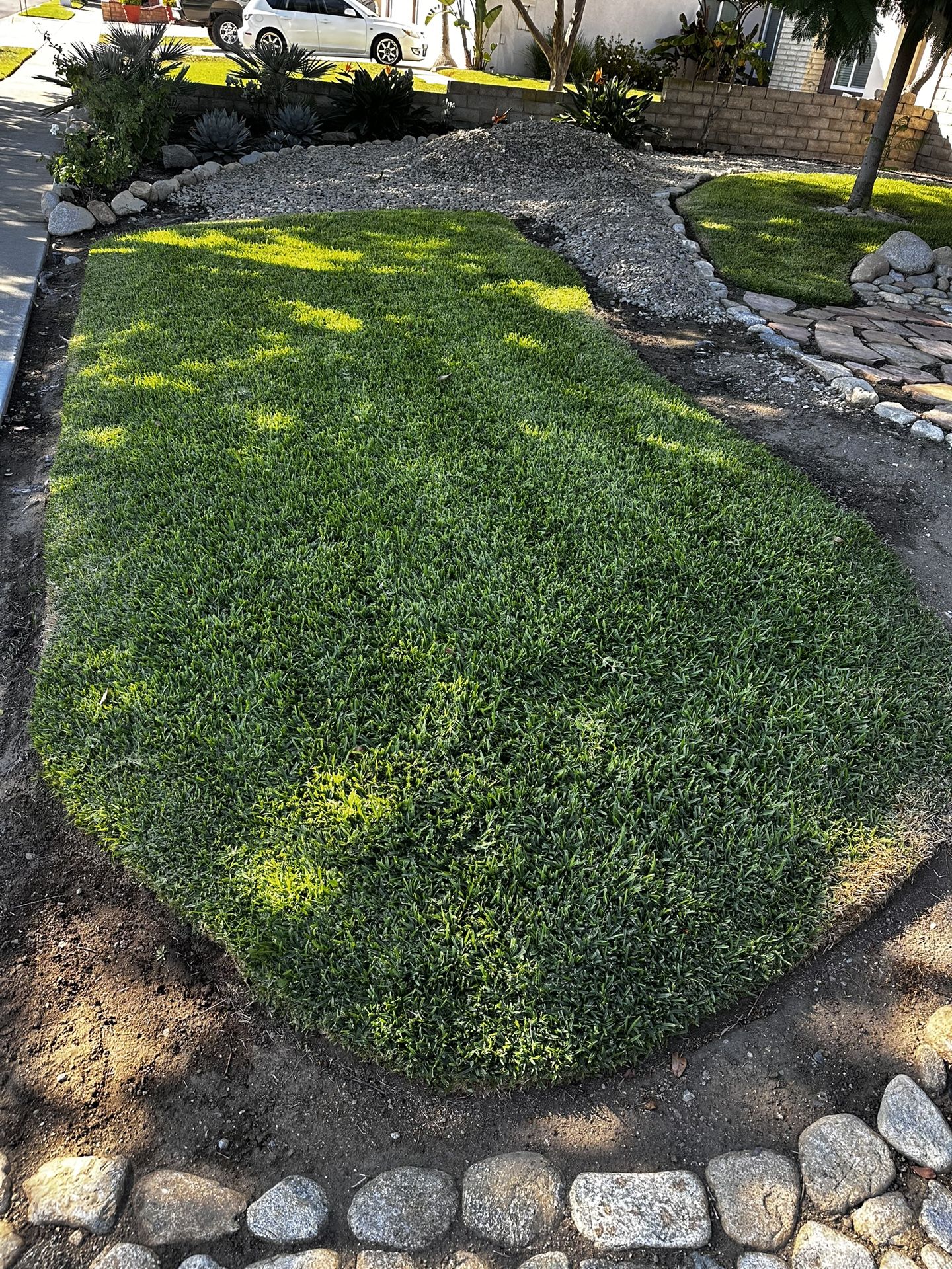 Saint Augustine Grass