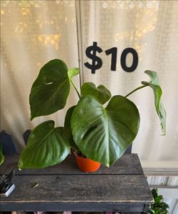 Monstera